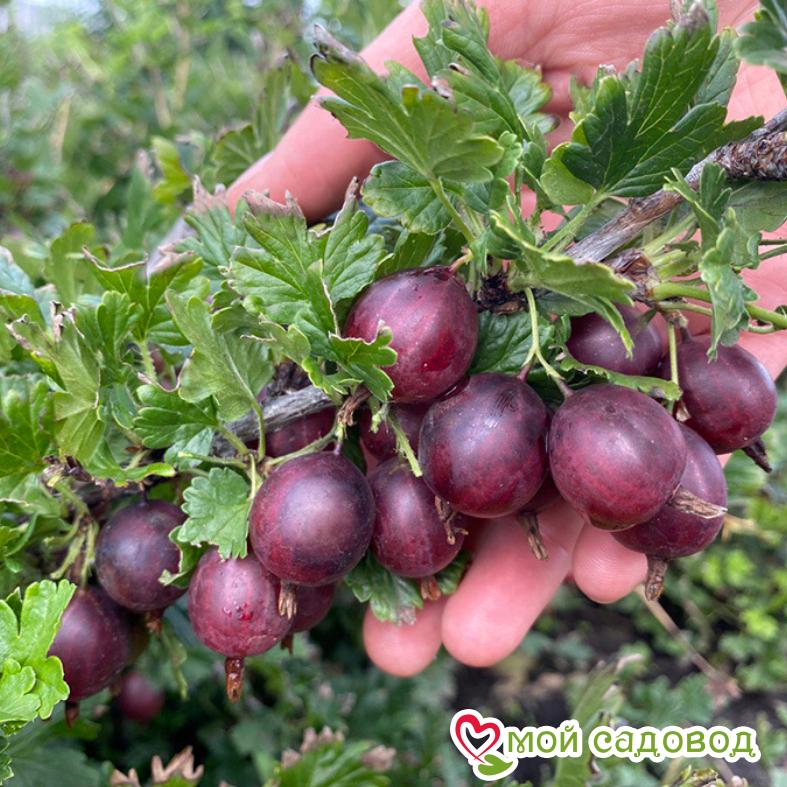 Крыжовник Памяти Негруля