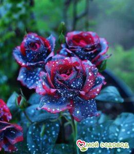 Роза Иден Блю